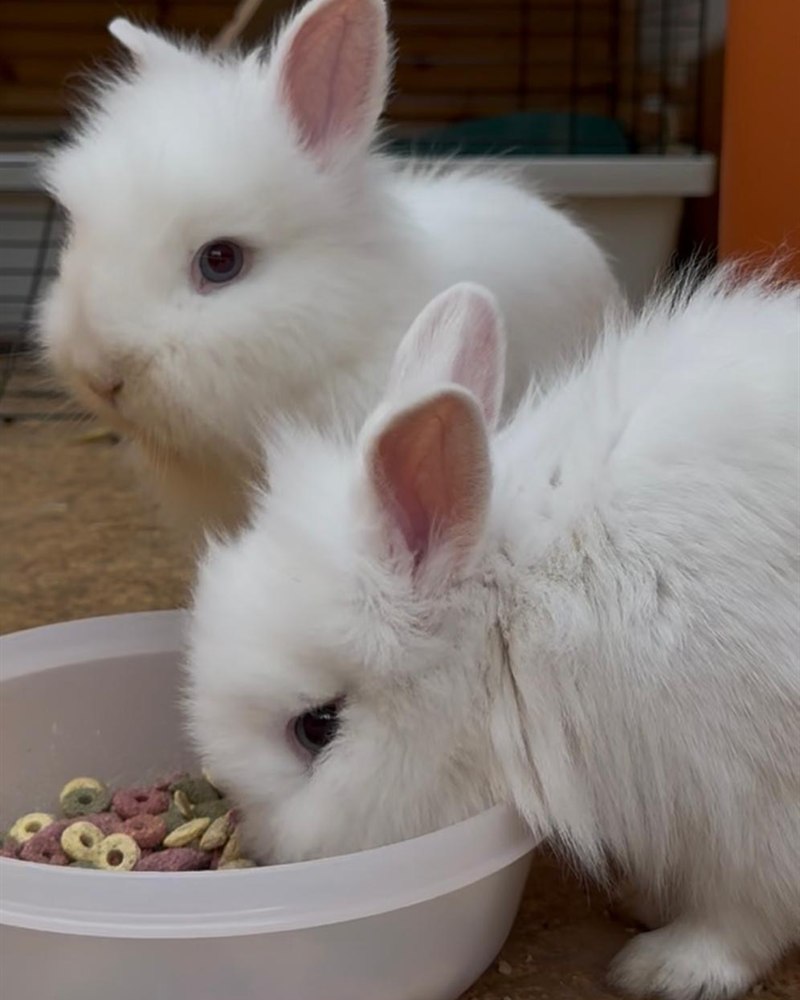 Die Zwergkaninchen Pinky und Muffin beim Fressen